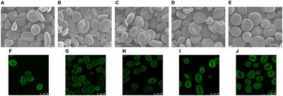 Dry heating affects the multi-structures, physicochemical properties, and in vitro digestibility of blue highland barley starch